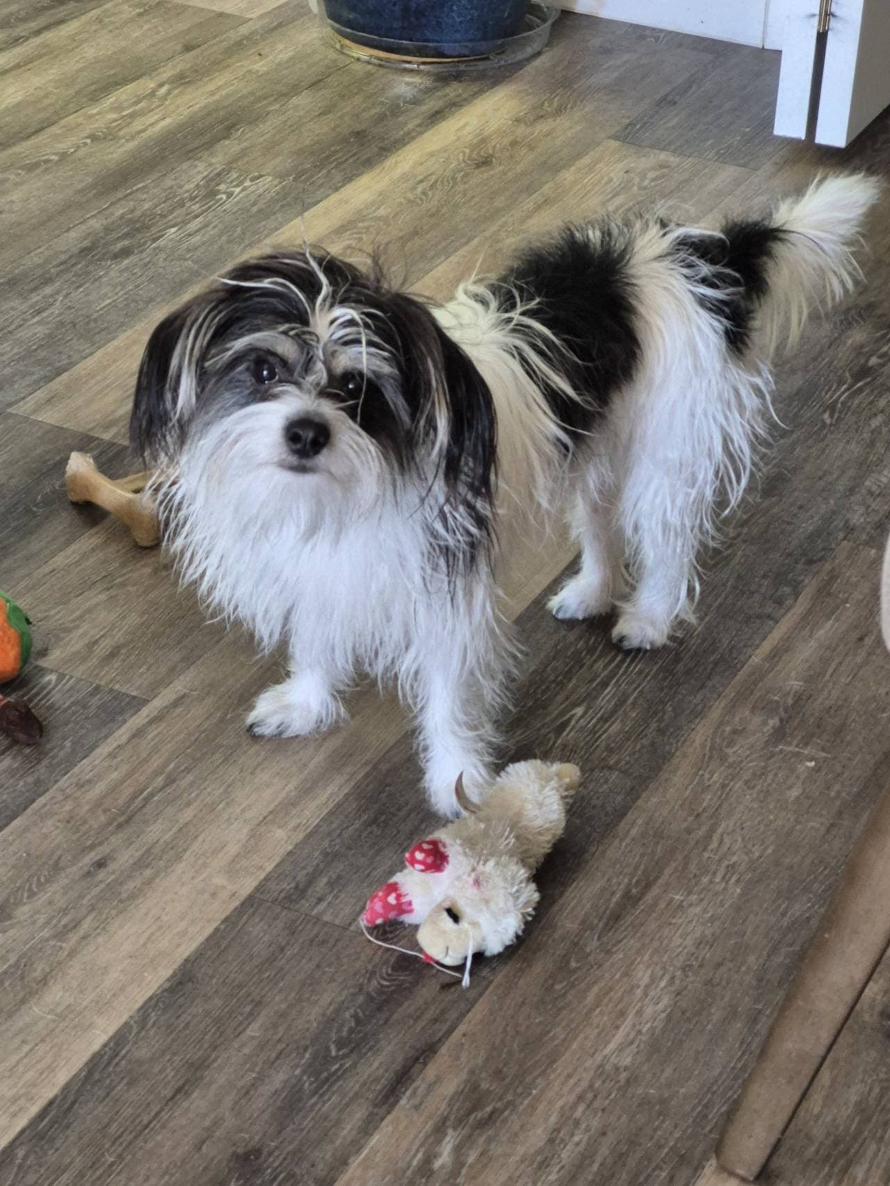 Max's favorite toy