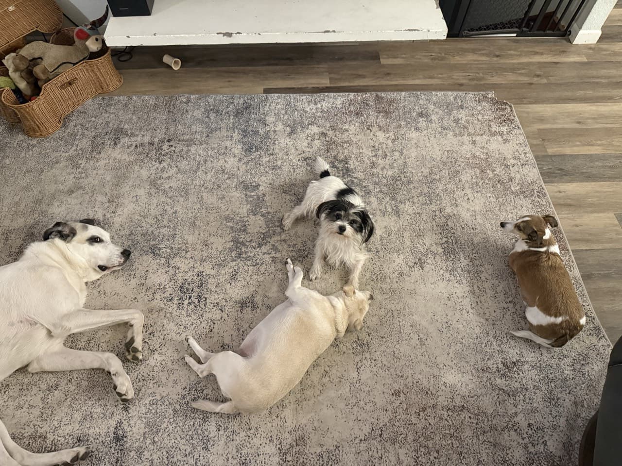 4 Happy Dogs
