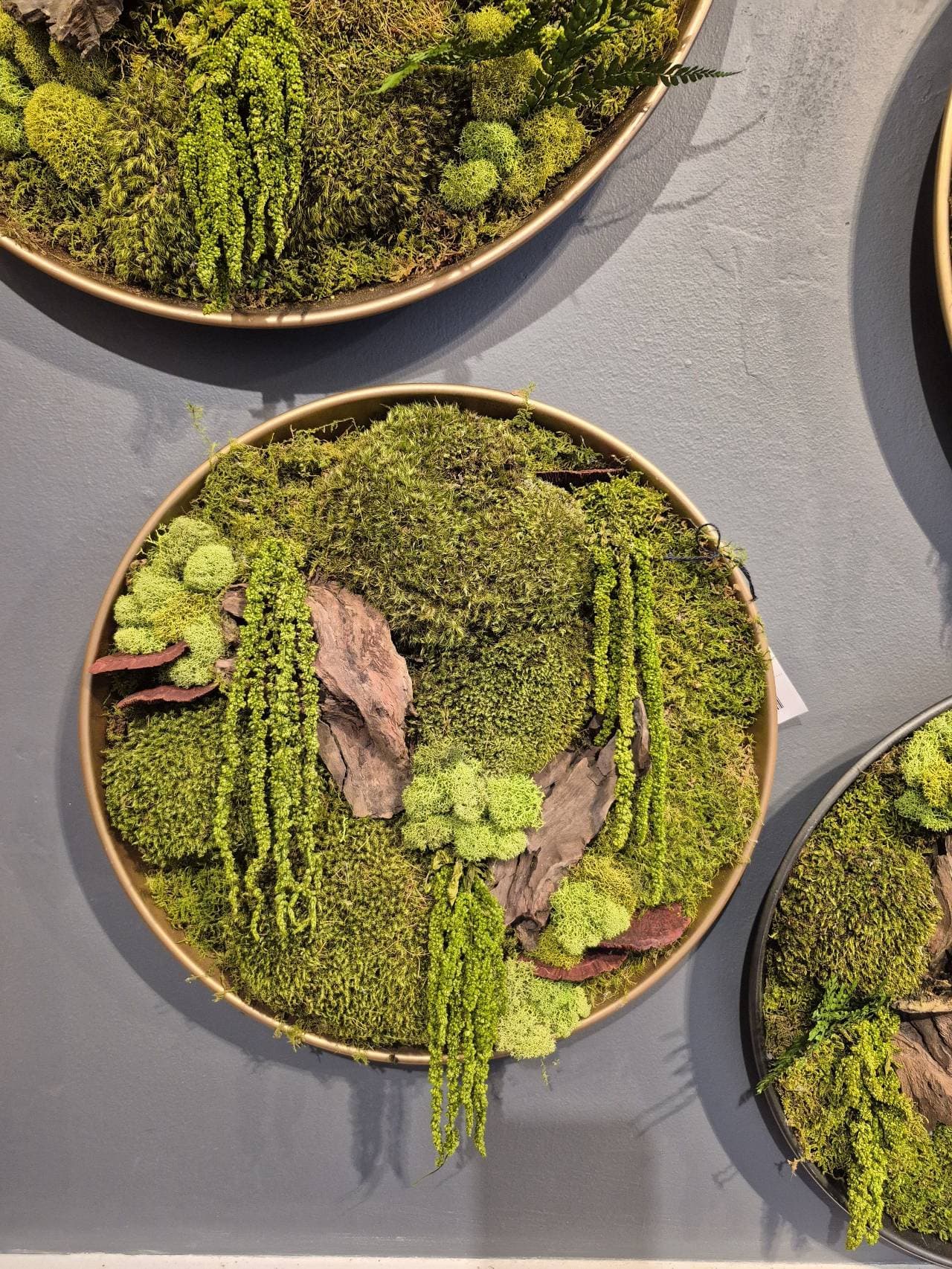 Moss and plant wall art