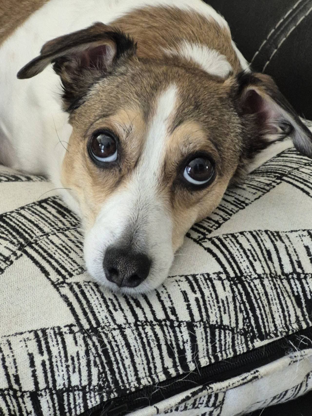 Rango