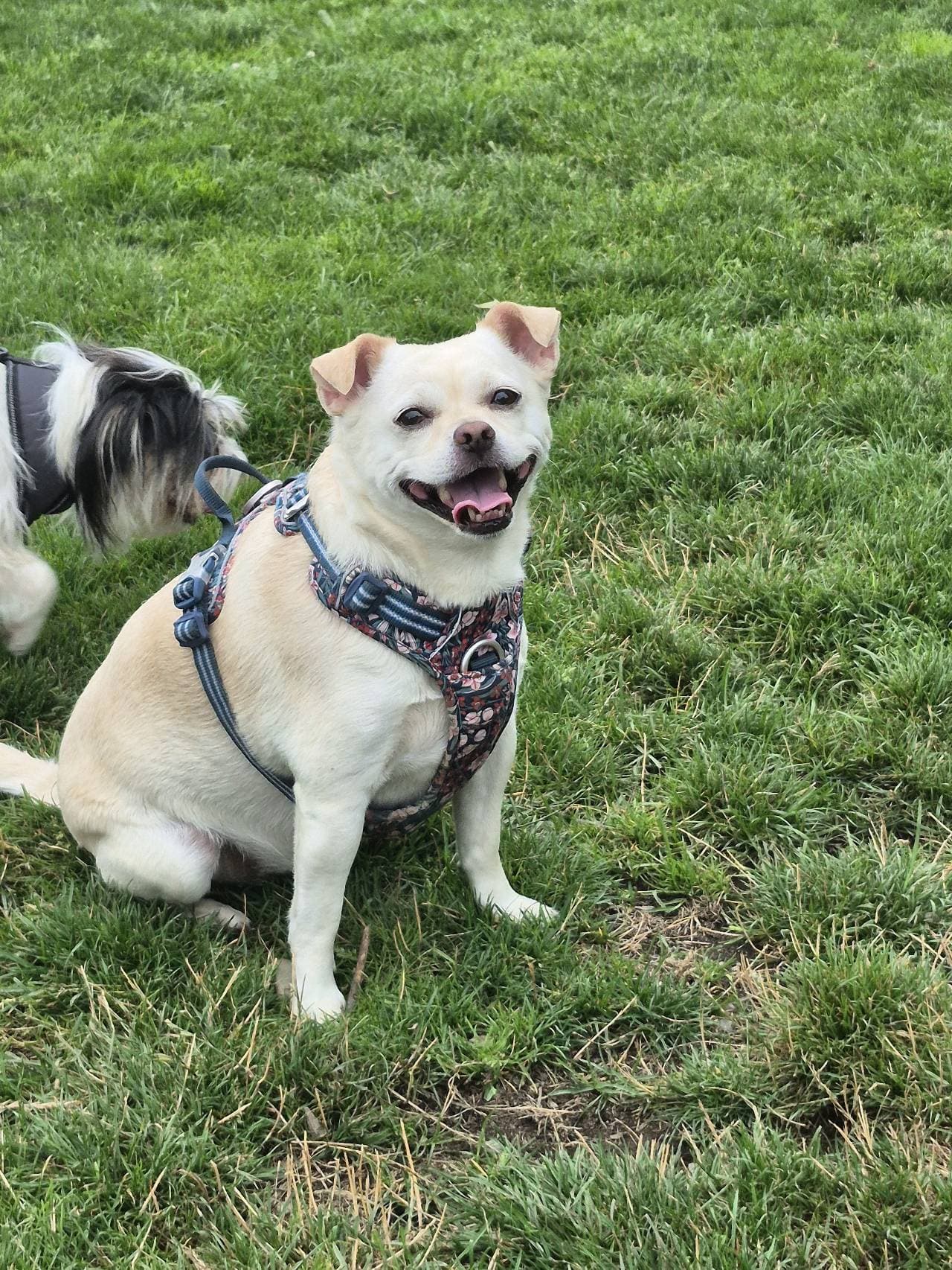 Dog Harness floral pattern blue straps