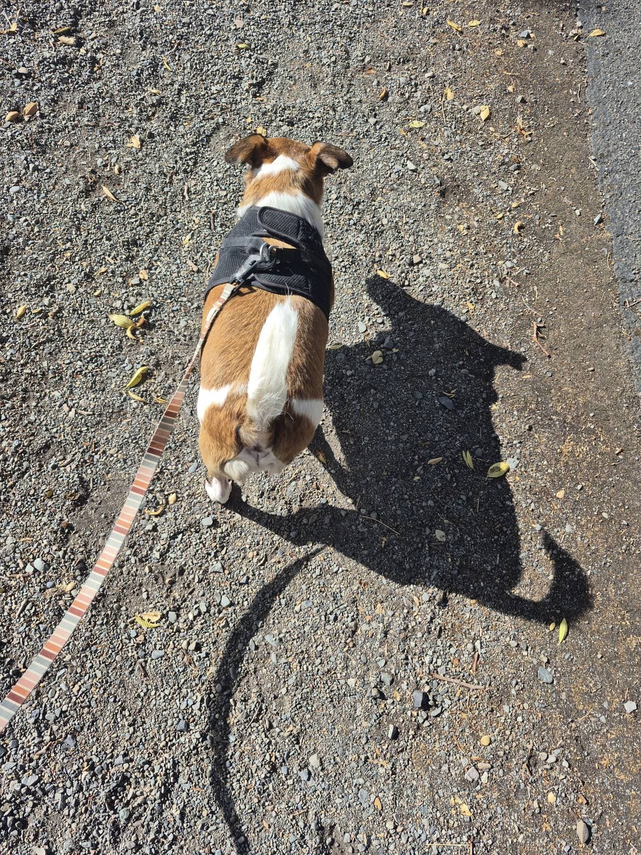 Dog harness