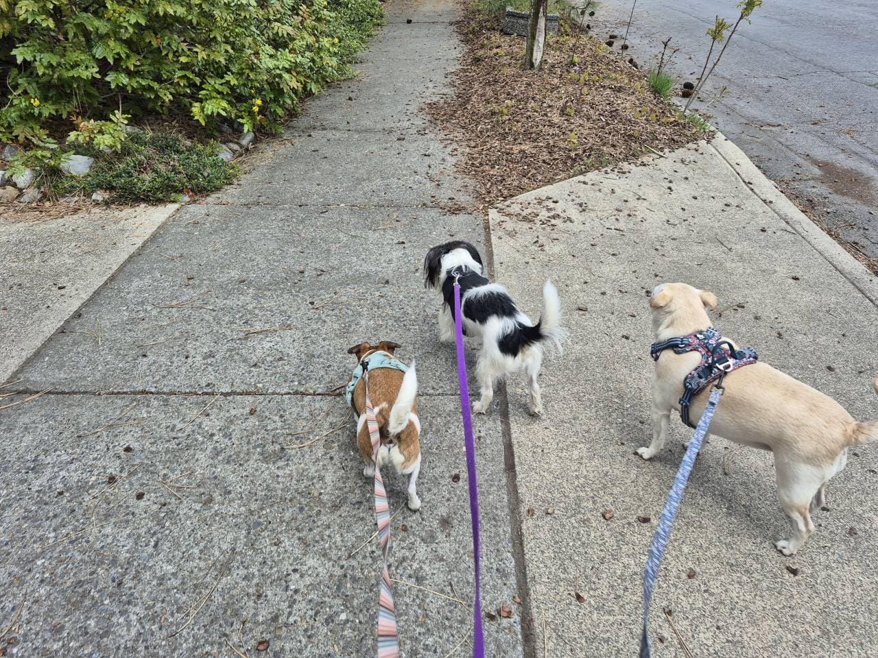 Dog Harness