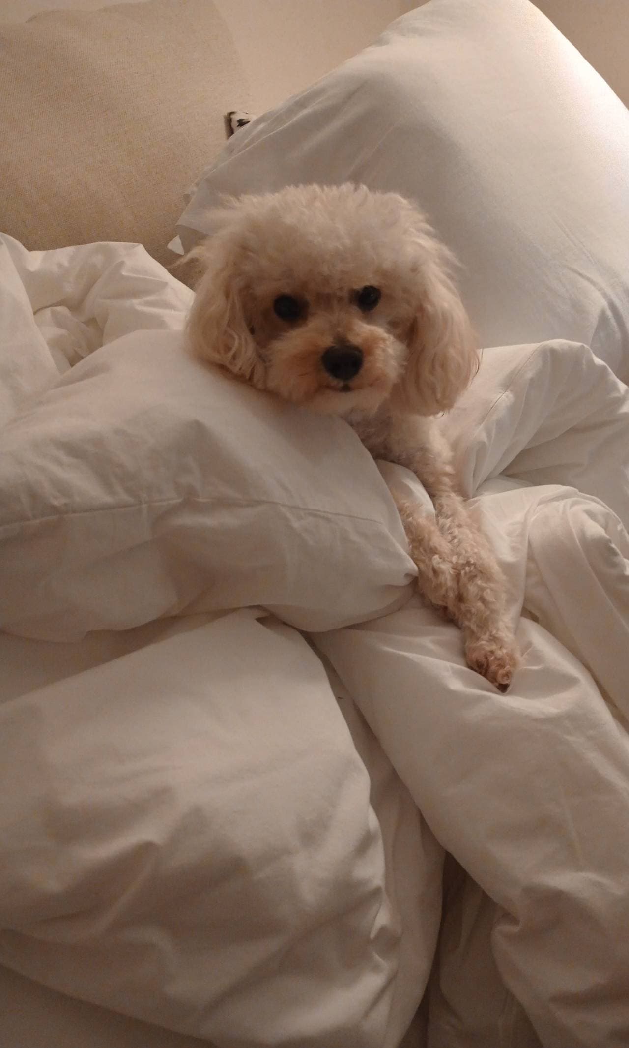 Down alternative comforter