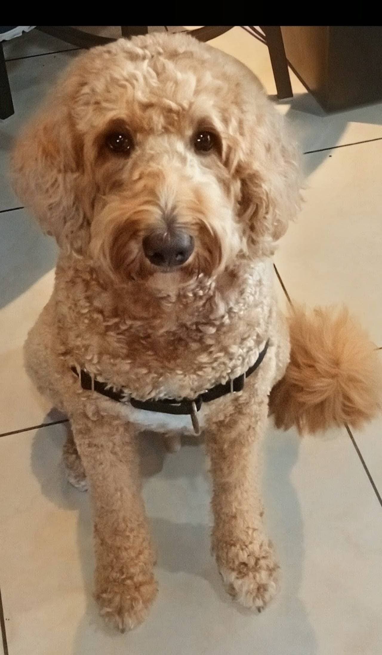 Dog training