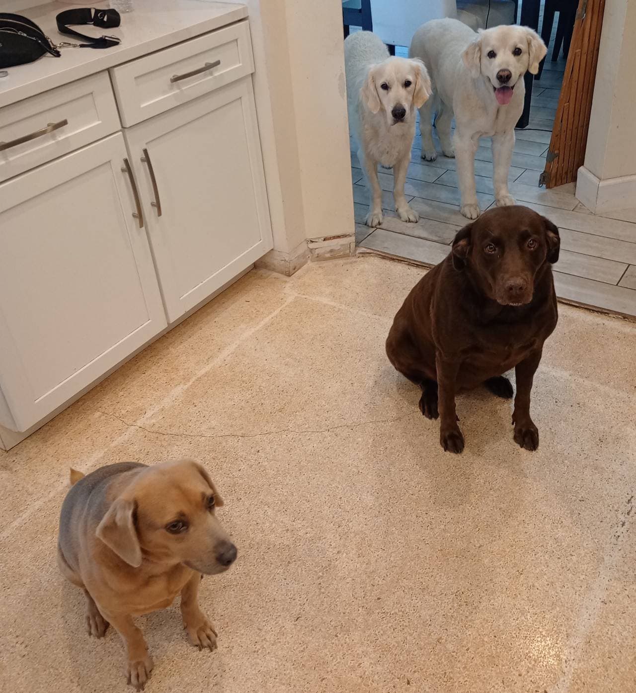 Poochiebutter