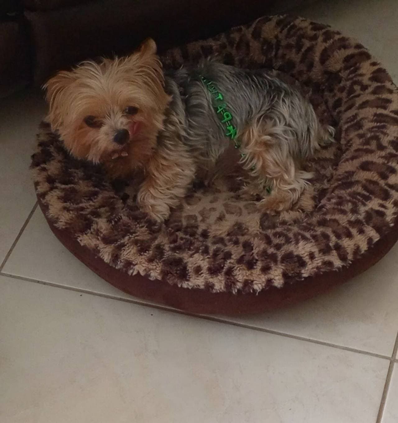 Luxury dog bed