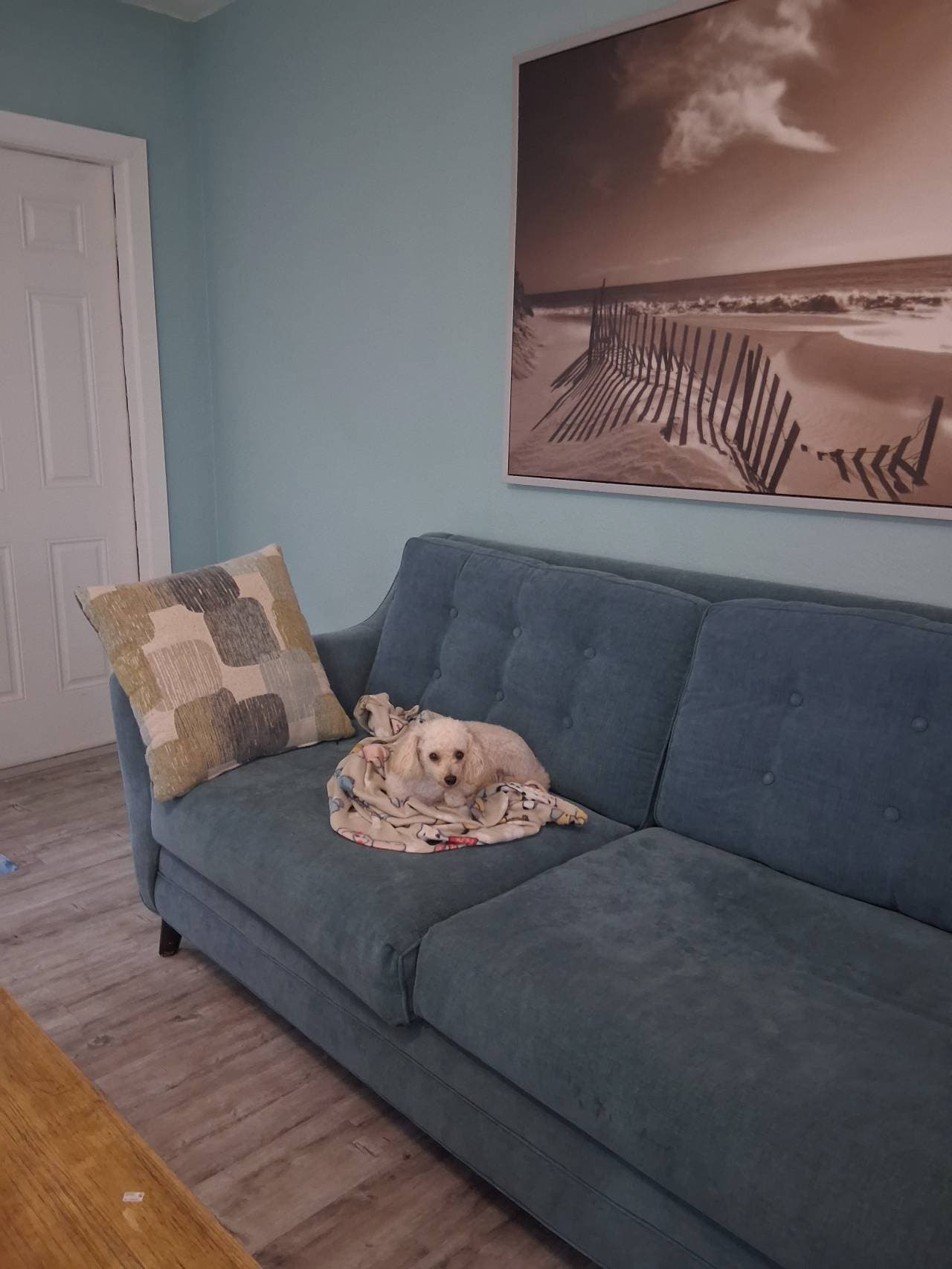 Colorful couches